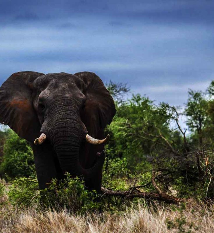 Forest Elephants In Danger With New Roads