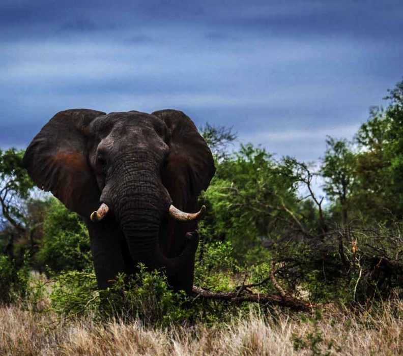 Forest Elephants In Danger With New Roads